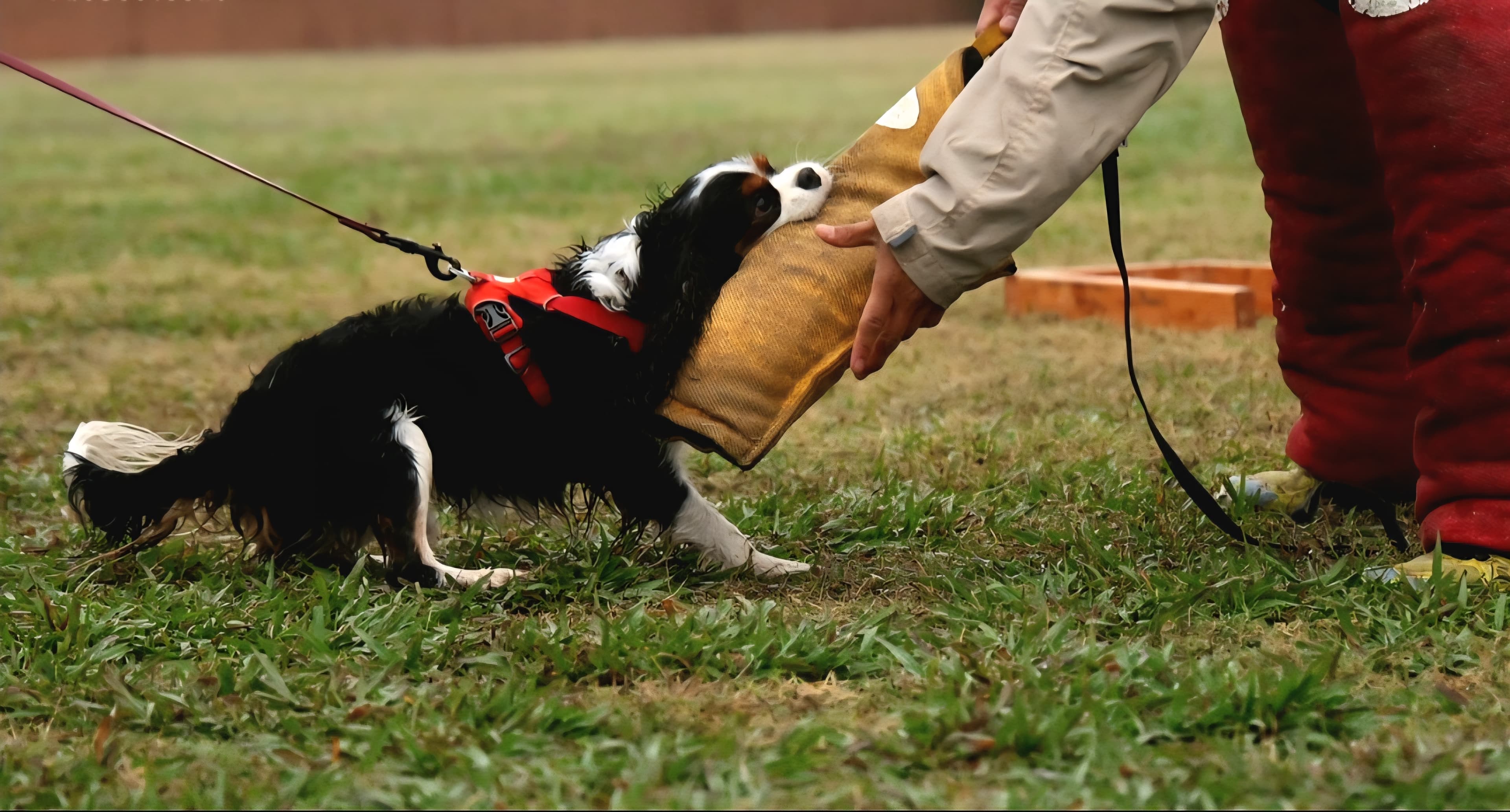 K9 training in action